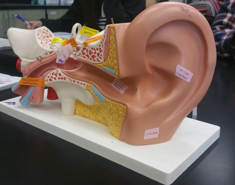 модель уха