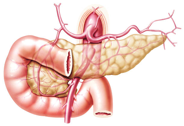 Анатомия кровоснабжения поджелудочной железы thumbnail