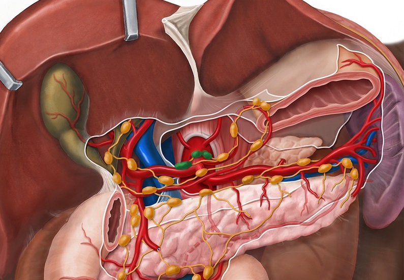 Кровеносная система поджелудочной железы thumbnail