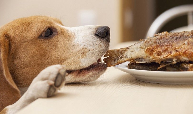 неправильное питание собаки