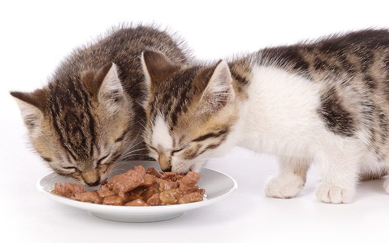 мягкий сухой корм для кошек
