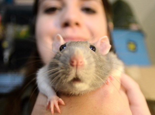Как лечить отек у крысы thumbnail