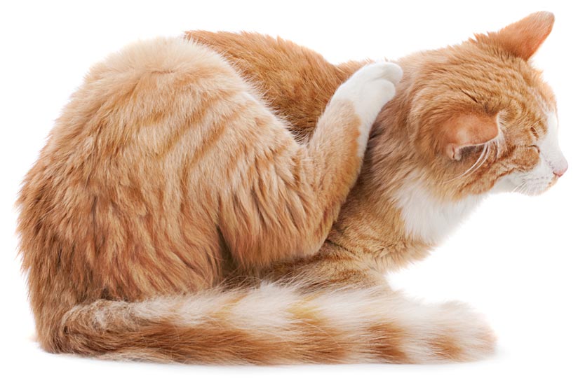 заболевания кожи у кошек симптомы и лечение