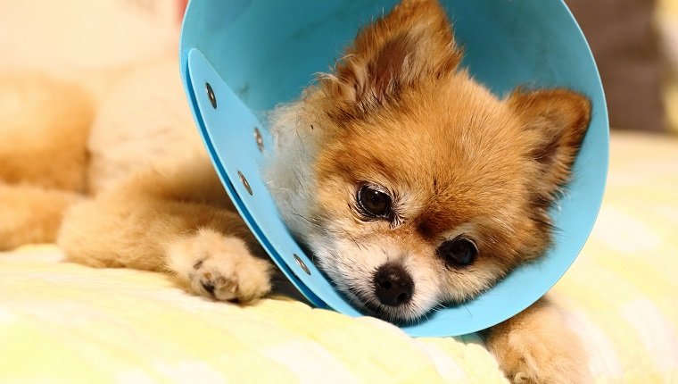 Паховая грыжа у собаки операция видео thumbnail