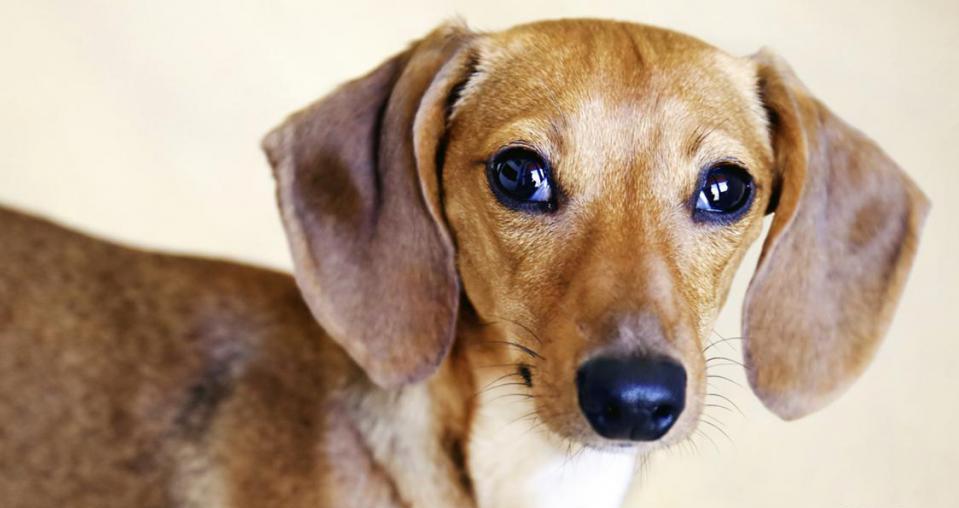 Почему у собаки опухли уши