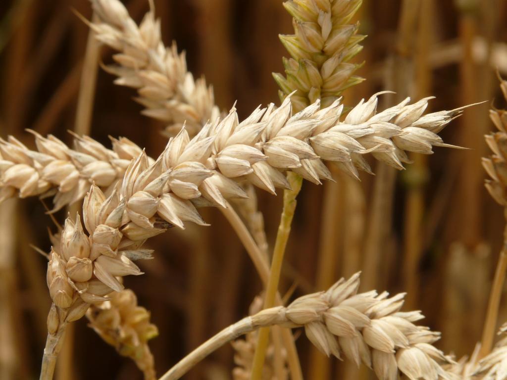 Какие витамины входят в состав пшеницы thumbnail