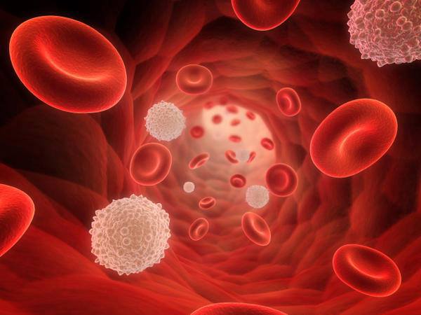 Лимфоидные клетки как основные участники адаптивного иммунитета thumbnail