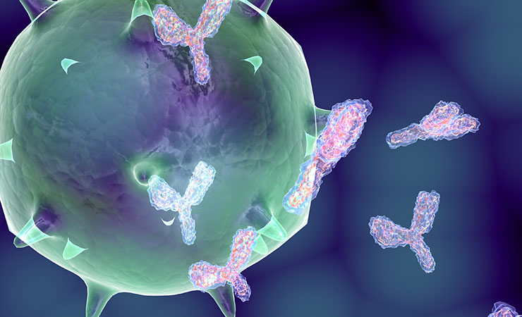 Клеточный иммунитет действующие факторы thumbnail
