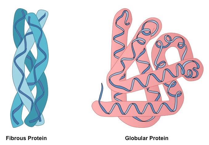 Глобулярный и фибриллярный белок