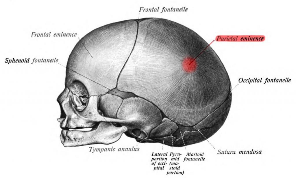 анатомия головы