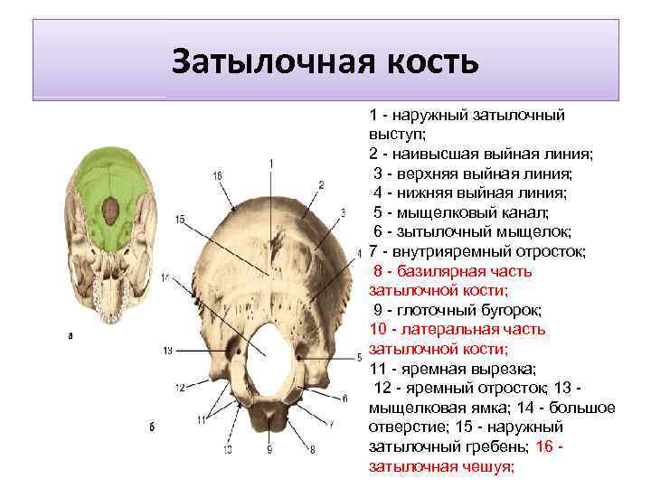 Кожа головы и ее связь с внутренними органами thumbnail