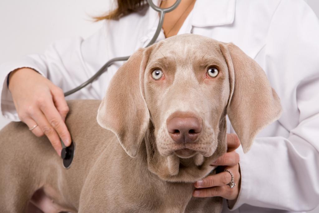 цирроз печени у собак симптомы и лечение