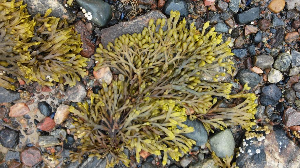 Чем полезны морские водоросли для человека thumbnail