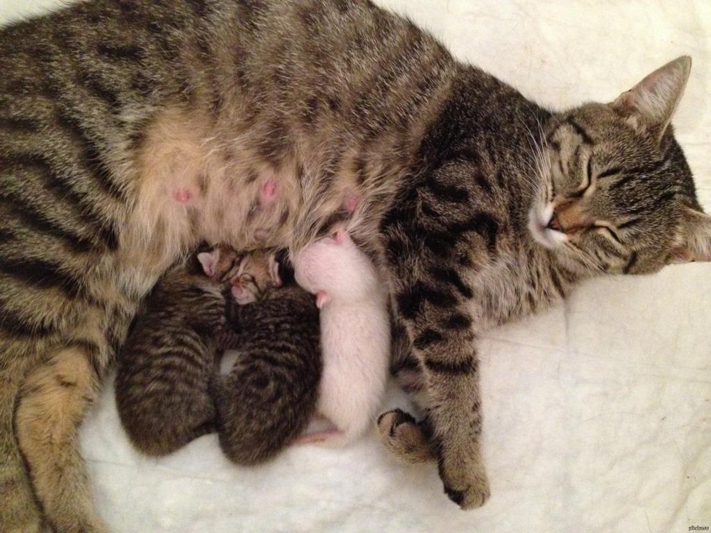 На каком сроке кошкам делают узи при беременности thumbnail