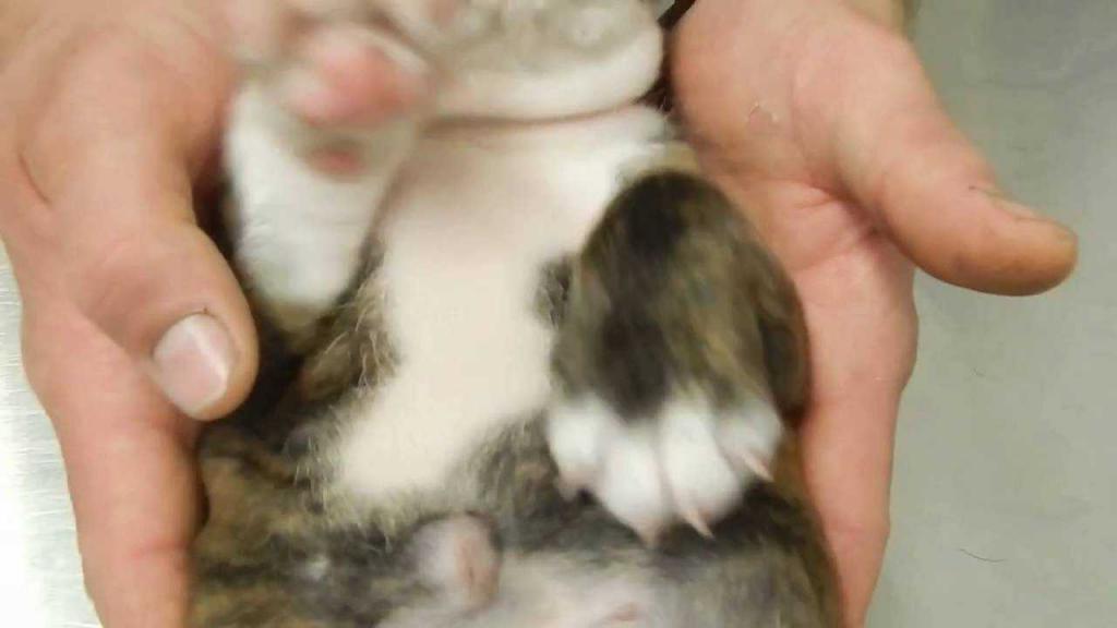 Пупочная грыжа у беременных собак thumbnail