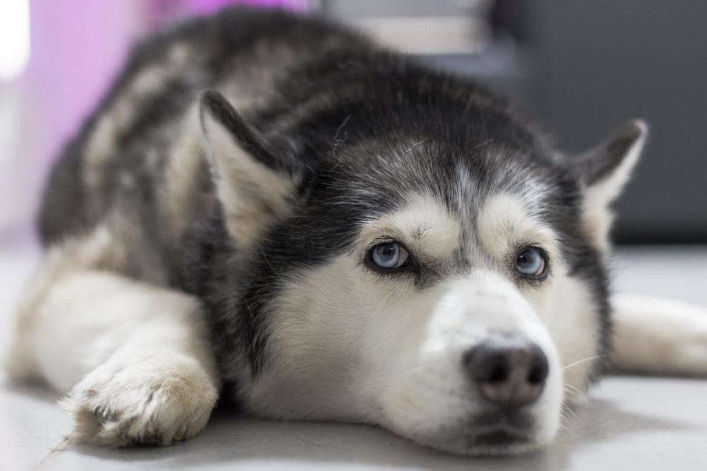 симптомы пупочной грыжи у собак