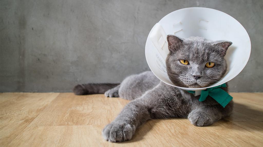 уход за котом после операции