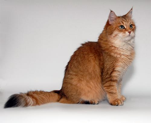 описание сибирской кошки