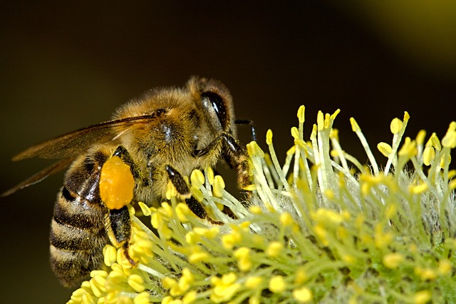 сбор пчелами цветочной пыльцы