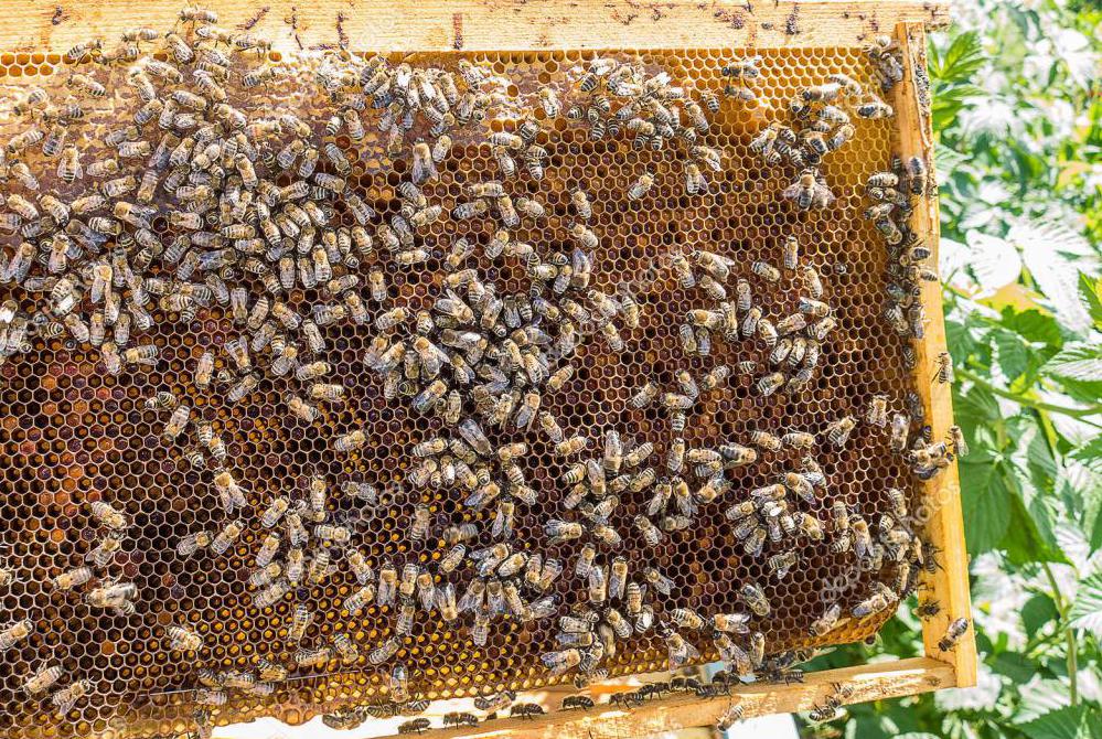 консервация пчелами пыльцы в соты