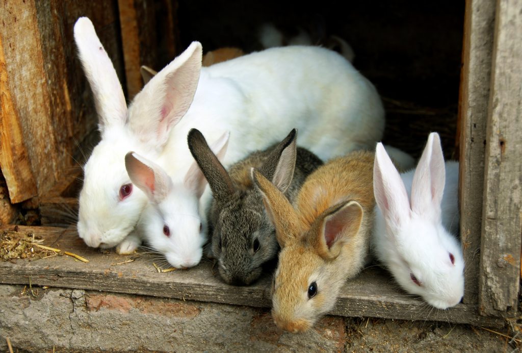 Инфекционный стоматит у кроликов лечение
