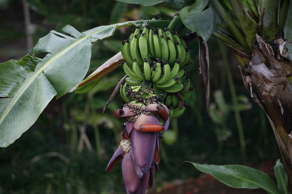 Плод и цветок дикого банана