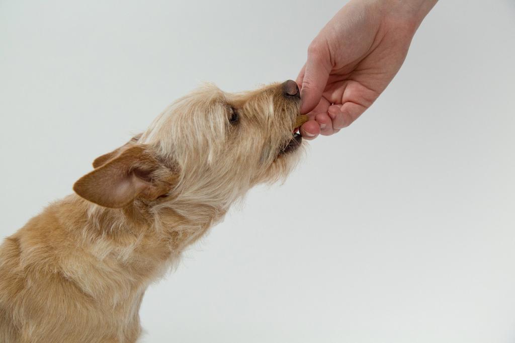 Препараты против глистов у собак