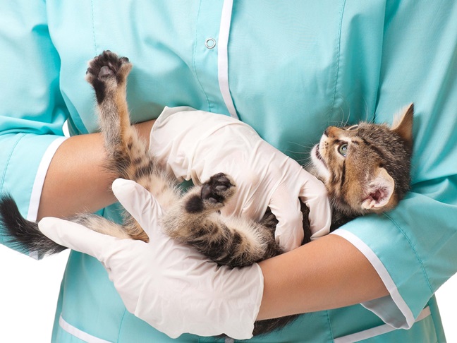 Противовирусные препараты для кошек - инъекции