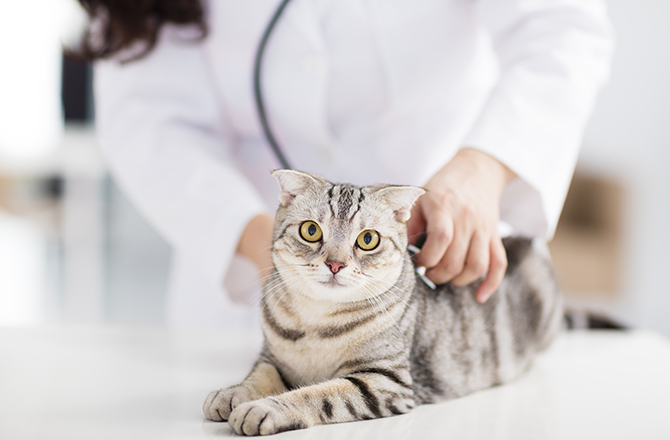 Противовирусные препараты для котов