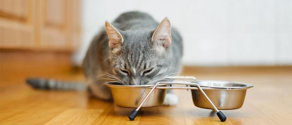 Французский корм для кошек mealfeel