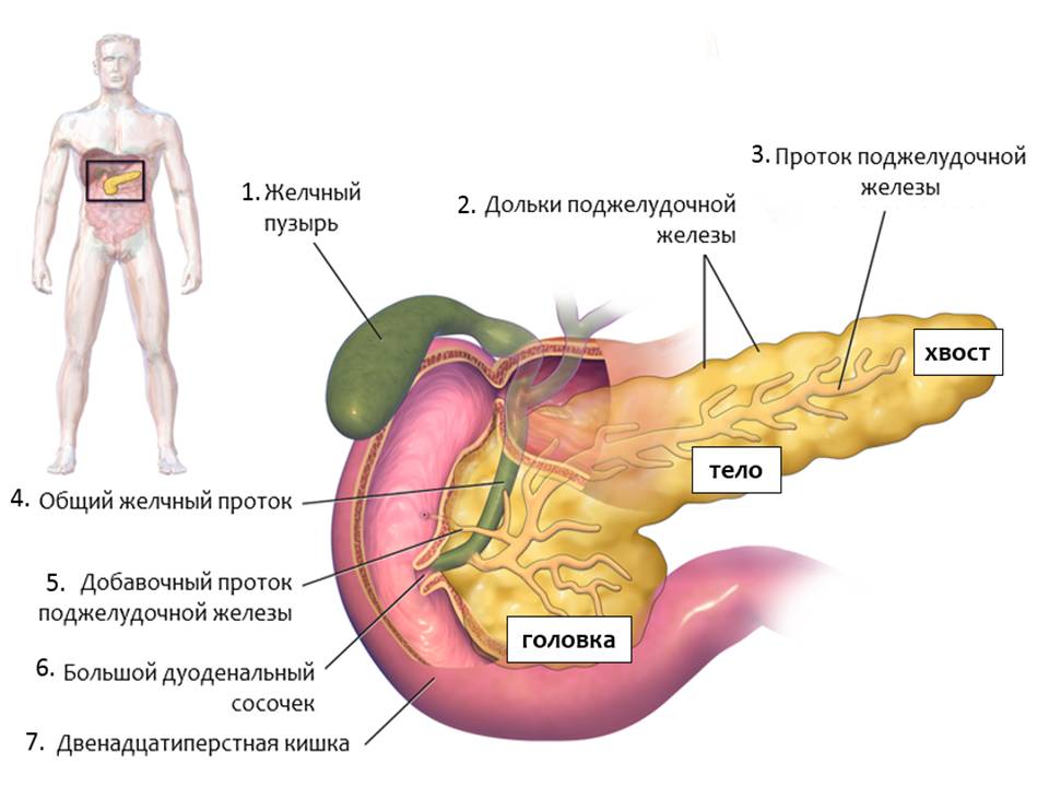 Роль поджелудочной железы в организме человека симптомы заболеваний лечение thumbnail