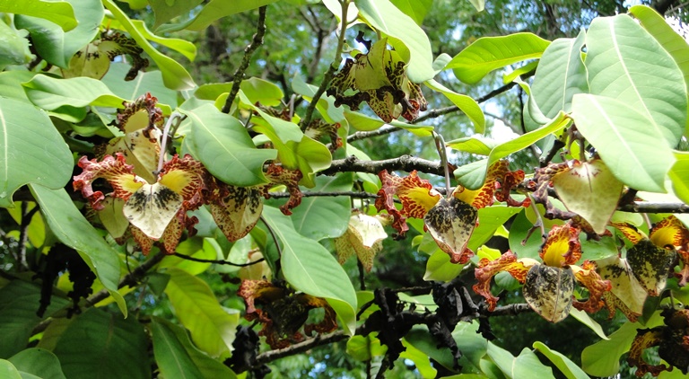 Цветущее ореховое дерево