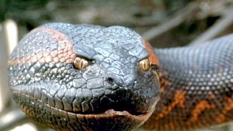 К чему снится огромная змея анаконда thumbnail