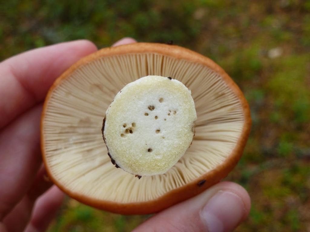 К чему снятся белые грибы червивые thumbnail