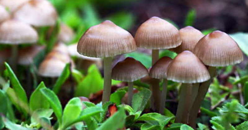 к чему снится червивые грибы значение