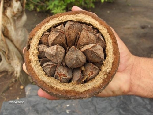 Бразильский орех польза и вред калорийность thumbnail