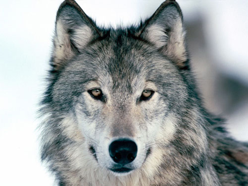 серый волк