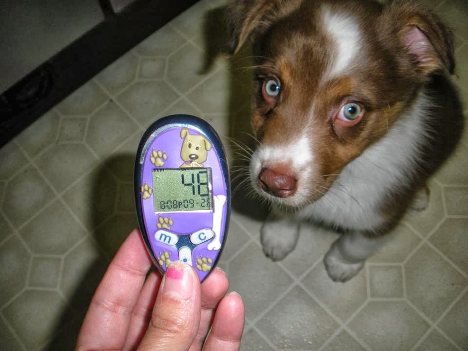 Норма уровня сахара в крови у собак thumbnail