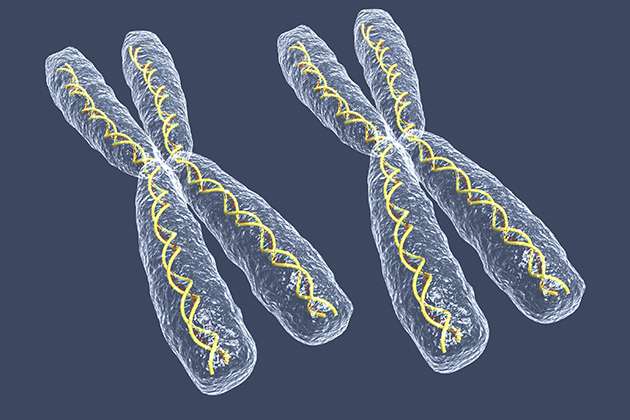 Нормальный хромосомный набор