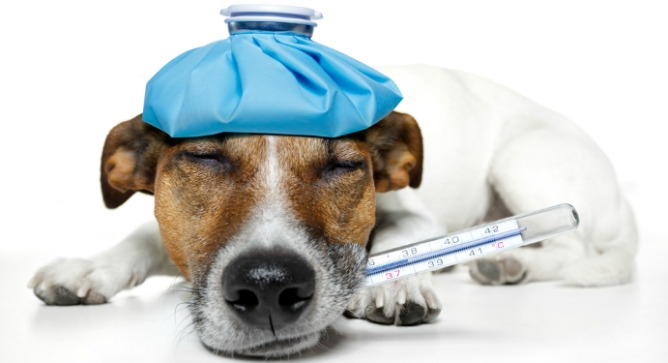 Прививка биовак для собак thumbnail