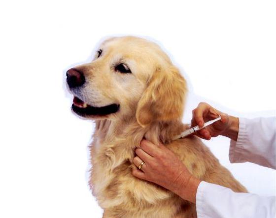 Введение вакцины собаке