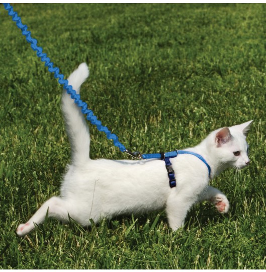 Выгуливание кошки на шлейке