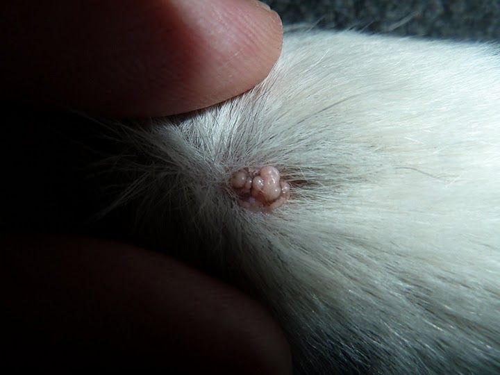 Лечение папилломы у кота в домашних условиях thumbnail
