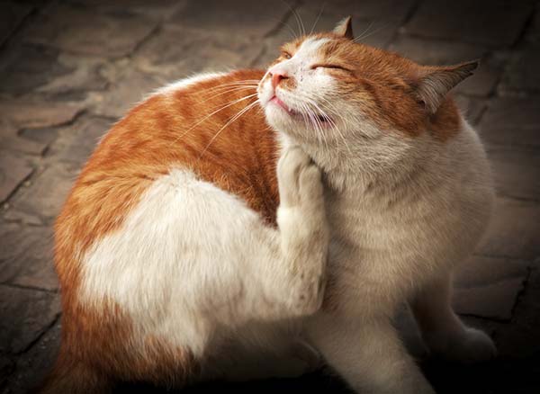 Бородавки у кошек лечение в домашних условиях thumbnail