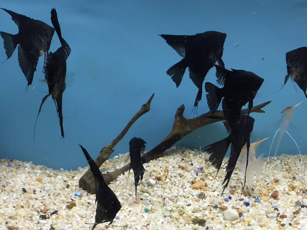 Болезни аквариумных рыбок скалярий внешнии признаки и лечение с фото thumbnail