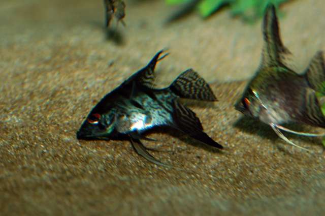 Все о скаляриях аквариумных рыбках и болезни thumbnail