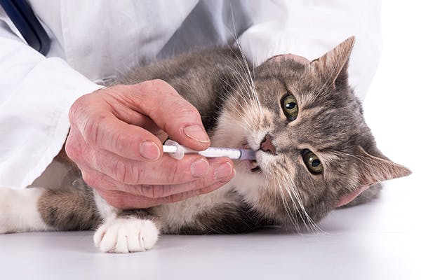 Амилаза расшифровка анализа крови кошек thumbnail