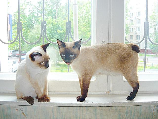 Самые маленькие кошки скиф-тай-дон