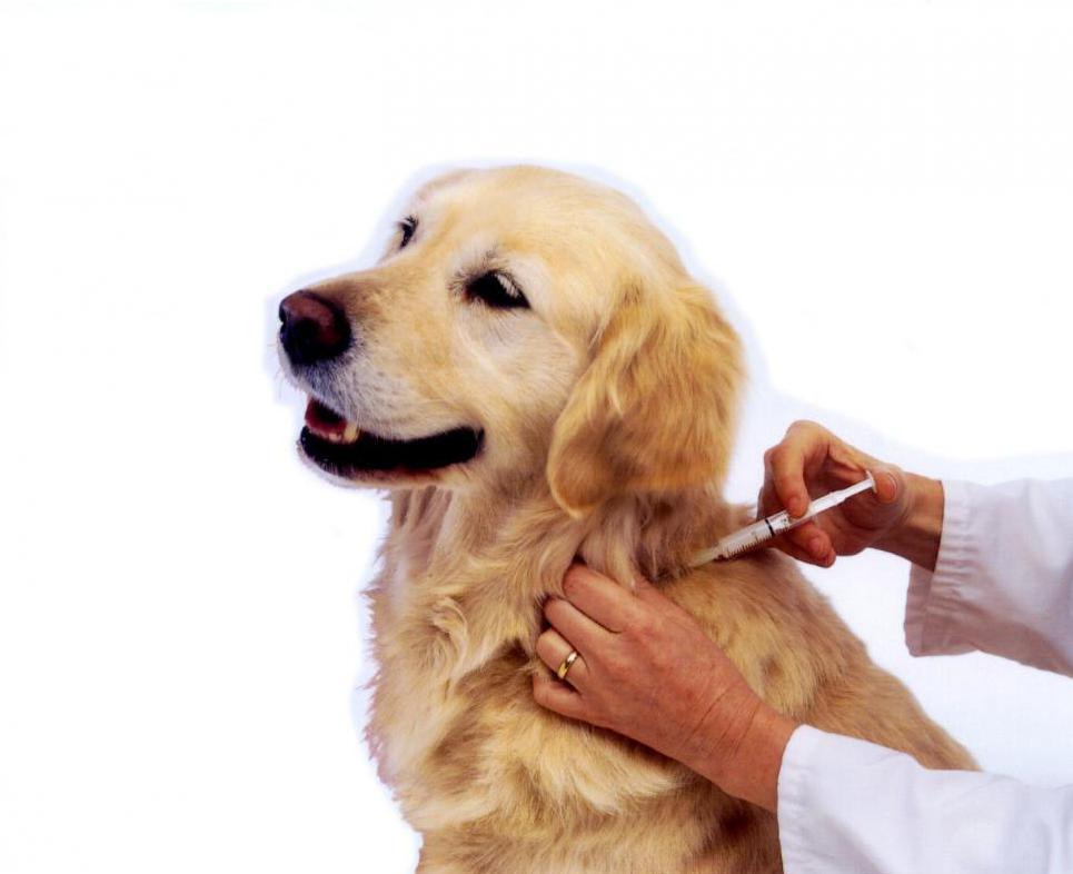 иммуномодулятор для собак в таблетках