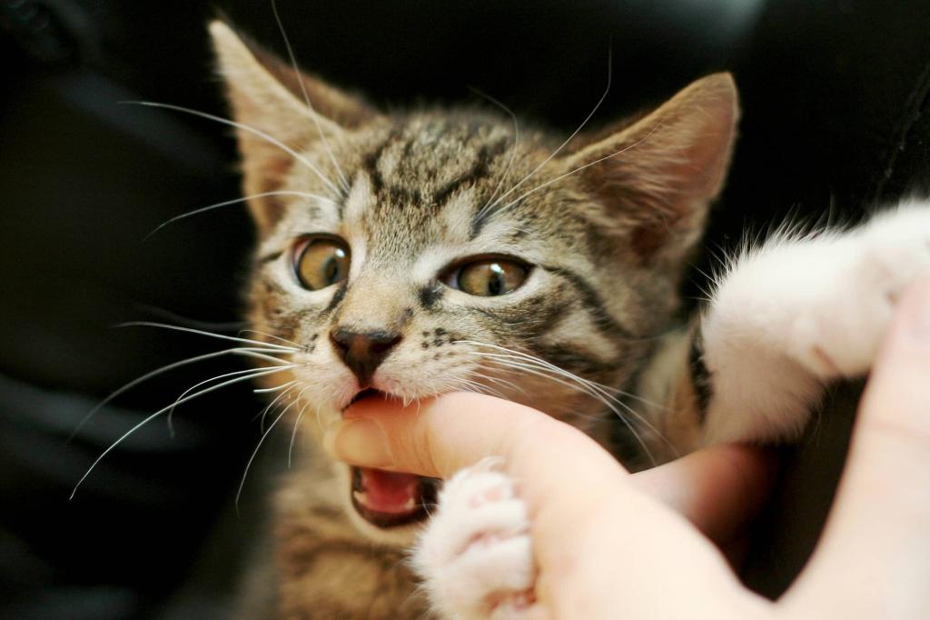 Какие антибиотики можно при укусе кошки thumbnail
